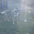 https://fr.holidog.com/ImagesPetSitters/F17AA233-B344-4077-B582-94156A8A07E9_square_120.jpg --1071356-0