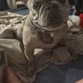 Les-ami-les-chien-1070990-0