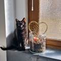 Je-suis-une-grande-amie-des-animaux-656671-1