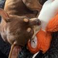 https://fr.holidog.com/ImagesPetSitters/F1FD1E6F-C6C9-4AD1-891F-28BA0BAD68DB_square_120.jpg La-maison-des-animaux-1179072-3