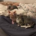 La-colo-passionnée-des-animaux-!-1109904-2