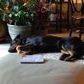 https://fr.holidog.com/ImagesPetSitters/F2D9285D-1525-489D-A472-7C3FE378957E_square_120.jpg Pour-le-bonheur-des-animaux-47450-1