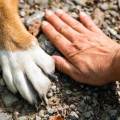 https://fr.holidog.com/ImagesPetSitters/F2EC8557-170D-4A4C-8D4F-C385B6E06B17_square_120.jpg 1070396-1
