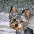 https://fr.holidog.com/ImagesPetSitters/F2F31E65-6DC8-4765-AFAD-9BAA1DDE5911_square_120.jpg TAÏS-HOME-57194-0