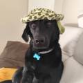 https://fr.holidog.com/ImagesPetSitters/F3429717-DE48-4DF7-8CCF-5E1A331D8D69_square_120.jpg 468095-1