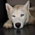 https://fr.holidog.com/ImagesPetSitters/F373D0B0-E67E-4765-AB1A-7AF5A4F345EB_square_120.jpg 1102272-1