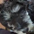 https://fr.holidog.com/ImagesPetSitters/F37A0ECB-632C-4B3E-8D3A-835AD6D56403_square_120.jpg Garde-à-domicile-chiens/chats-1042520-0