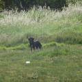 https://fr.holidog.com/ImagesPetSitters/F3B2FEAB-13E9-4C28-B5BC-AB2D9B76792A_square_120.jpg Entre-chiens-et-chats...-186286-1