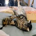 -Attentionnée-&-expérimentée-🐱🐶🐰-1153530-1