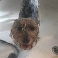 https://fr.holidog.com/ImagesPetSitters/F47A7C81-39AA-4759-881F-928F9A72FFAC_square_120.jpg 674115-3
