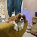 https://fr.holidog.com/ImagesPetSitters/F48231F3-8CB2-40AD-8A2A-46AED26B7E8C_square_120.jpg La-garde-comme-à-la-maison--1091262-1