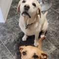 Dynamique-et-amoureuse-des-animaux-1157831-3