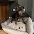 https://fr.holidog.com/ImagesPetSitters/F4F4B686-7908-47AF-BB69-75C50CF5345A_square_120.jpg Petsitter-expérimenté-1174365-1