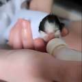 Le-paradis-des-chats-1149217-2