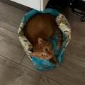 https://fr.holidog.com/ImagesPetSitters/F518A27B-96E0-4CAE-9743-69965E1EE3B0_square_120.jpg L'amie-de-vos-boules-de-poils--1109467-0