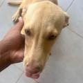https://fr.holidog.com/ImagesPetSitters/F51F7214-4A62-4F7D-8015-879F4340068B_square_120.jpg 921259-1
