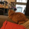 https://fr.holidog.com/ImagesPetSitters/F5655F46-2C82-456B-9C0F-59186E021847_square_120.jpg Le-nirvana-des-chats--83375-2
