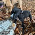 https://fr.holidog.com/ImagesPetSitters/F67D77BE-6286-4E95-BDE0-A8F0A8225C34_square_120.jpg Le-paradis-des-chiens-1092836-0