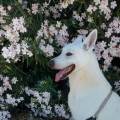 https://fr.holidog.com/ImagesPetSitters/F68C8104-1F1C-4019-AFEE-E006B8DB0EA6_square_120.jpg 1057212-1