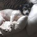 Aux-bons-soins-de-votre-animal.--1111564-1