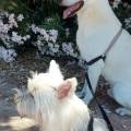 PARLE-COURAMMENT-LE-CHIEN-!-1057212-3