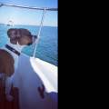 Le-bonheur-des-chiens--463762-0