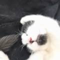 Une-pet-sitter-d'amour-780780-3