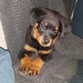 https://fr.holidog.com/ImagesPetSitters/F7609F8C-C592-4A38-A963-4C9A1687BC34_square_120.jpg 1078758-3