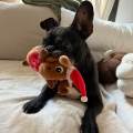 https://fr.holidog.com/ImagesPetSitters/F784B8DA-D2AB-46B9-9ADD-AB2F3827E044_square_120.jpg Le-paradis-des-chiens-1158757-1