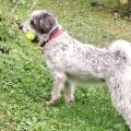 https://fr.holidog.com/ImagesPetSitters/F79D367E-6B38-47D3-AB92-DE0C4A72828E_square_120.jpg Au-bonheur-des-toutous-1104813-2