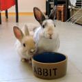 https://fr.holidog.com/ImagesPetSitters/F7ADD720-E4E4-4BE1-B7CF-64C6B9D4A251_square_120.jpg Au-Bonheur-des-Animaux-198627-2