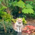 l'amour-des-chats-et-chiens--1073773-0