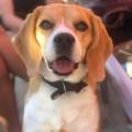 https://fr.holidog.com/ImagesPetSitters/F80C9911-6AA9-4F75-AF2B-10C80169AF8A_square_120.jpg Amoureuse-des-boules-de-poil-🩷-1075883-3