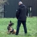 Kyl'-garde-canin-1091190-1