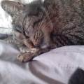 Etudiante-amoureuse-des-animaux-!!-1080168-2