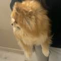 https://fr.holidog.com/ImagesPetSitters/F9395D86-FBB0-422C-8B3B-B092360F4825_square_120.jpg Étudiante-petsitter-!-1085415-0