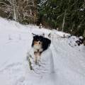 Le-bonheur-des-chiens--1065678-2