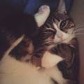 VISITE-A-DOMICILE-CHATS-ET-AUTRES.-232241-1