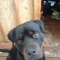 https://fr.holidog.com/ImagesPetSitters/FB12F639-1019-4BBB-8DC8-2559B7B1EE7B_square_120.jpg 14303-1