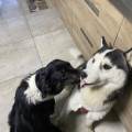 https://fr.holidog.com/ImagesPetSitters/FBE29257-B381-430C-BA0B-E7A9502717A0_square_120.jpg Petsitter-fiable-et-attentionnée--1049377-3