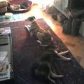 Au-bonheur-des-chiens-30472-3