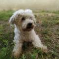 https://fr.holidog.com/ImagesPetSitters/FC2EFEC2-C65F-4AA5-9CB6-8CD64F791383_square_120.jpg Pet-sitting-sur-le-Perray-cet-été--960561-3