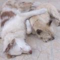 Les-animaux-heureux-224144-2