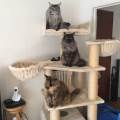 https://fr.holidog.com/ImagesPetSitters/FC7BCB85-27BB-48CA-ADEC-C44A5009E929_square_120.jpg Promenades-et-visites-à-domicile-560951-2
