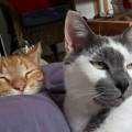 https://fr.holidog.com/ImagesPetSitters/FCBBF7F2-8B6A-47BA-AC19-24FFE95C5D0D_square_120.jpg J'adore-les-chats-mais-pas-que-!!!-334492-1