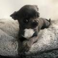 https://fr.holidog.com/ImagesPetSitters/FCC3B828-31F6-43BF-9B89-2B305385D19F_square_120.jpg Le-paradis-des-petits-chiens-!-1122774-3