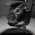 https://fr.holidog.com/ImagesPetSitters/FCC60F44-FC61-4B7F-9B58-C7BFCBD0DD9F_square_120.jpg 40348-0