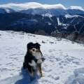 Le-bonheur-des-chiens--1065678-1