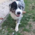 https://fr.holidog.com/ImagesPetSitters/FD80FEC0-7D6E-47C0-8CF3-D57AA080CFB1_square_120.jpg Vaï&co-garderie-!!!--1102871-1