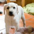 https://fr.holidog.com/ImagesPetSitters/FDAC126D-5BB7-4790-9471-43B9DF86DE7E_square_120.jpg Une-passion-commune-315297-1